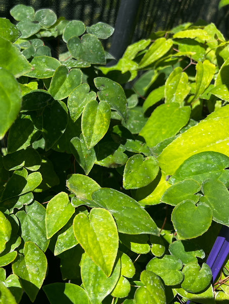 Epimedium grandiflorum 'Cranberry Sparkle'