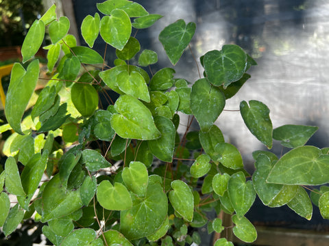 Epimedium x youngianum 'Freckles'