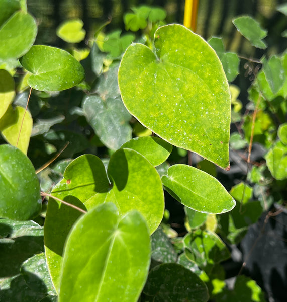 Epimedium grandiflorum 'Koji'