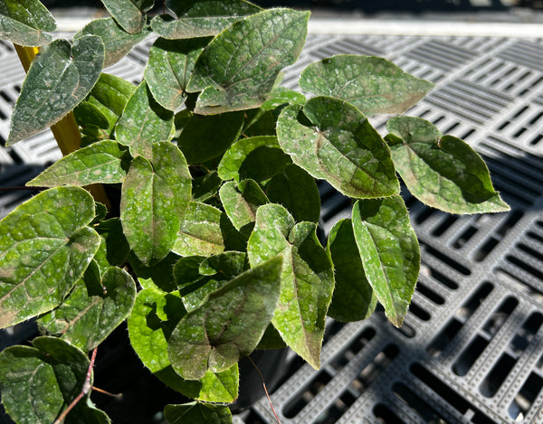 Epimedium 'Melody'