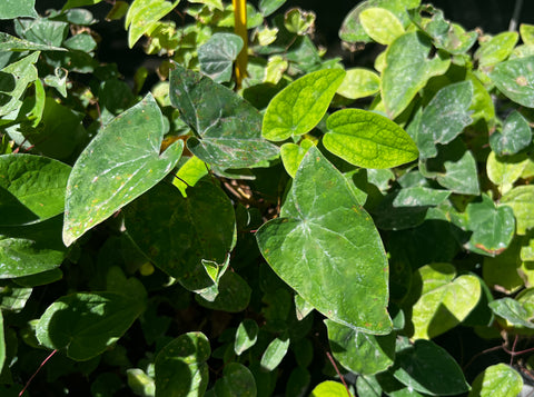 Epimedium x sasaki