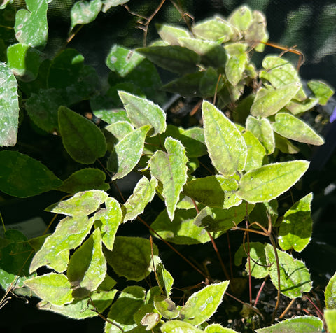 Epimedium 'Songbirds'