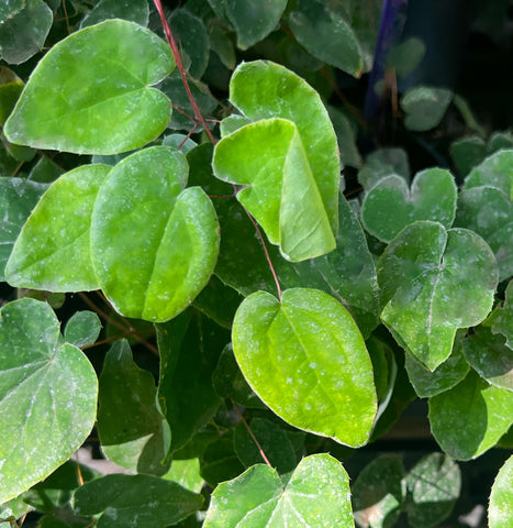 Epimedium Sunny & Share'