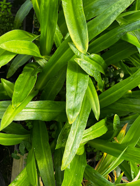 Eucomis 'Pink Gin