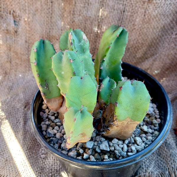 Euphorbia resinifera (Morrocan Mound)