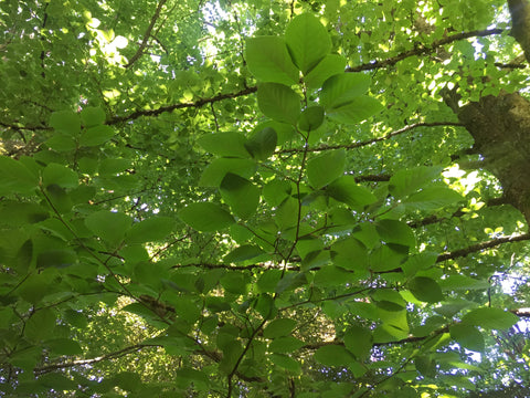 Fagus sylvatica (aka European Beech)