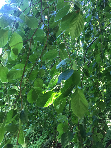 Fagus sylvatica 'Aurea Pendula' (Gold Weeping European Beech)