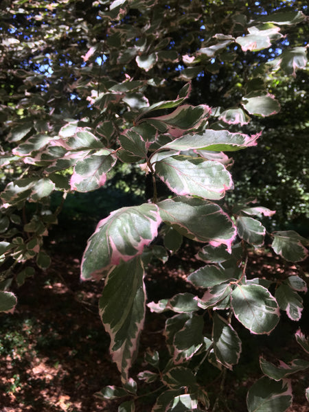 Fagus sylvatica 'Purpurea Tricolor' (aka 'Roseomarginata,' European Beach)