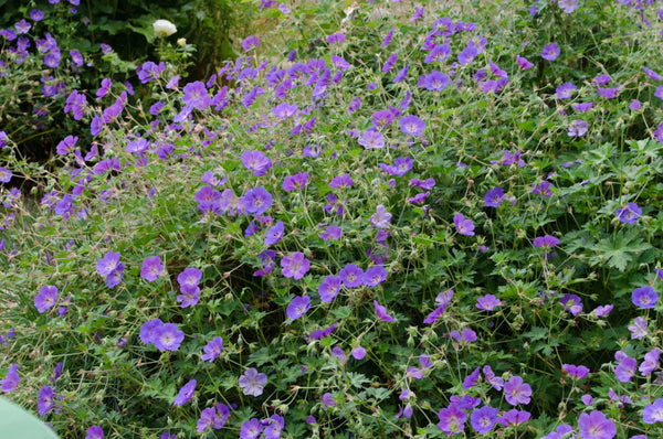 Geranium Rozanne™