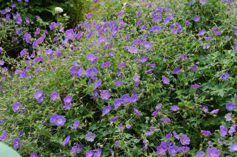 Geranium Rozanne™