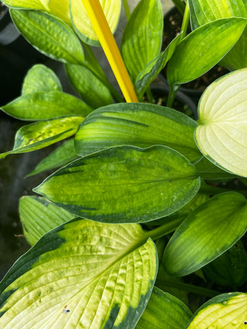 Hosta 'Alice In Wonderland'