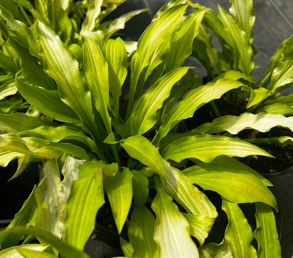 Hosta 'Atom Smasher'