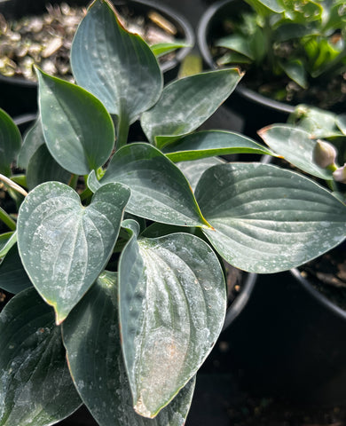 Hosta 'Baby Blue Eyes'