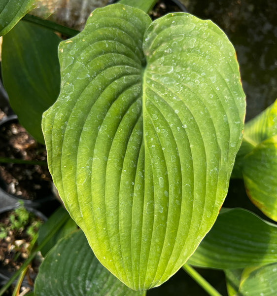 Hosta 'Big Sam'