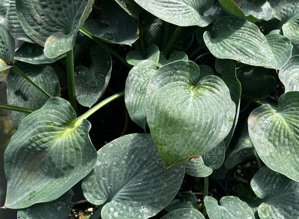 Hosta 'Blue Danube'