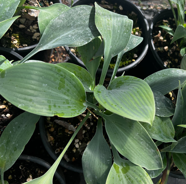 Hosta 'Blue Diamond'