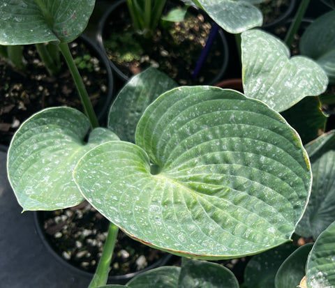 Hosta 'Blue Skies'