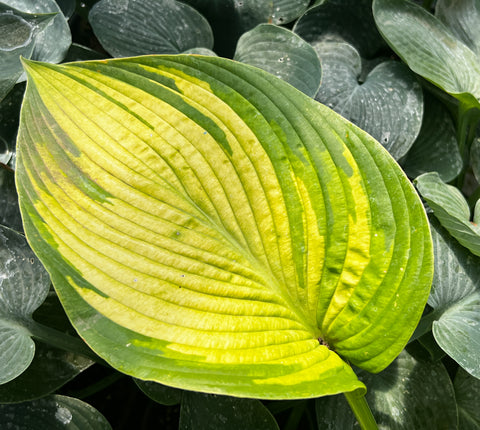 Hosta 'California Gold Rush'