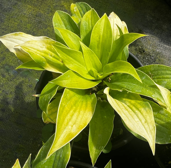 Hosta 'Coconut Custard'