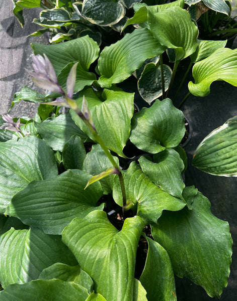 Hosta 'Cranberry Wine'