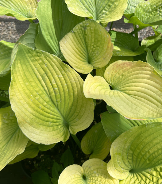 Hosta 'Dandy Lion'