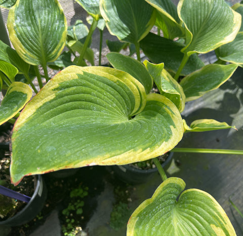 Hosta 'Day’s End'