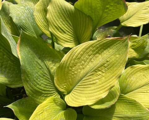 Hosta 'Dee's Golden Jewel'