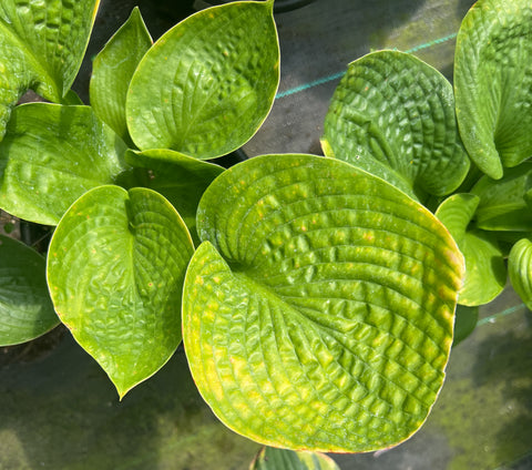 Hosta 'Deep Pockets'