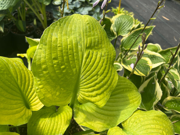 Hosta 'Delta Desire'