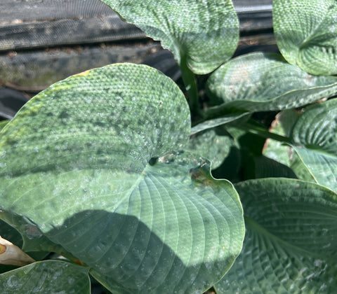 Hosta 'Devon Giant'