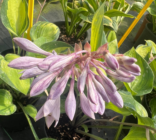 Hosta 'Dinner Mint'