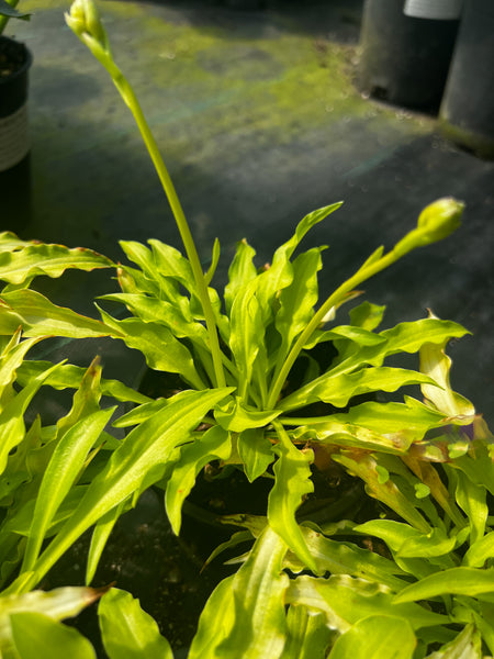 Hosta 'Dragon Tails'