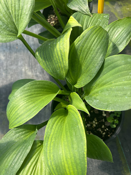 Hosta 'Elizabeth Campbell'