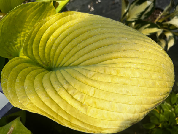 Hosta 'Fat Cat'