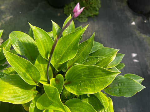 Hosta 'Fireplace'