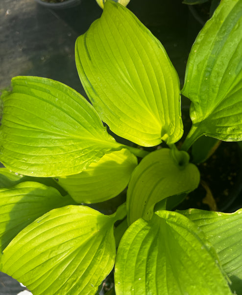 Hosta 'First Dance'