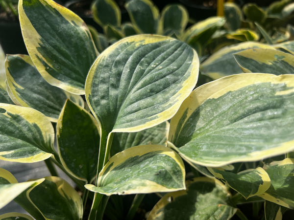 Hosta 'Frosted Frolic'