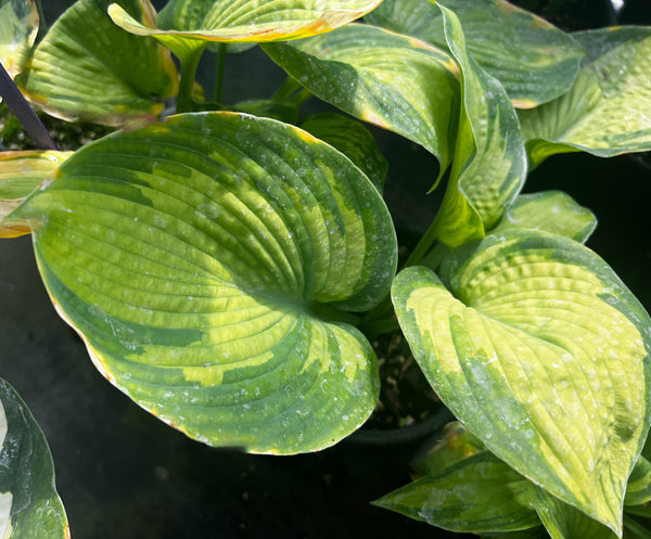 Hosta 'George Smith'