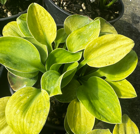 Hosta 'Giantland Sunny Mouse Ears'