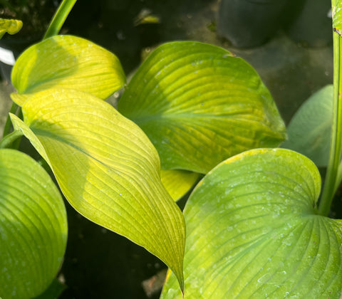 Hosta 'Gold Regal'