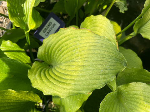 Hosta 'Grand Canyon'