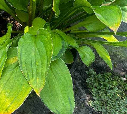 Hosta 'Green with Envy'