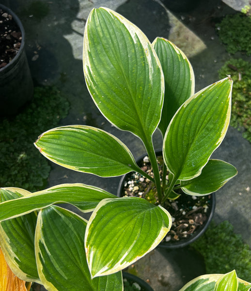 Hosta 'Harpoon'