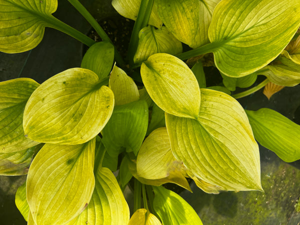 Hosta 'Harvest Glow'