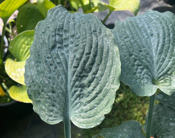 Hosta 'Her Eyes Were Blue'