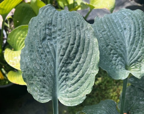 Hosta 'Her Eyes Were Blue'