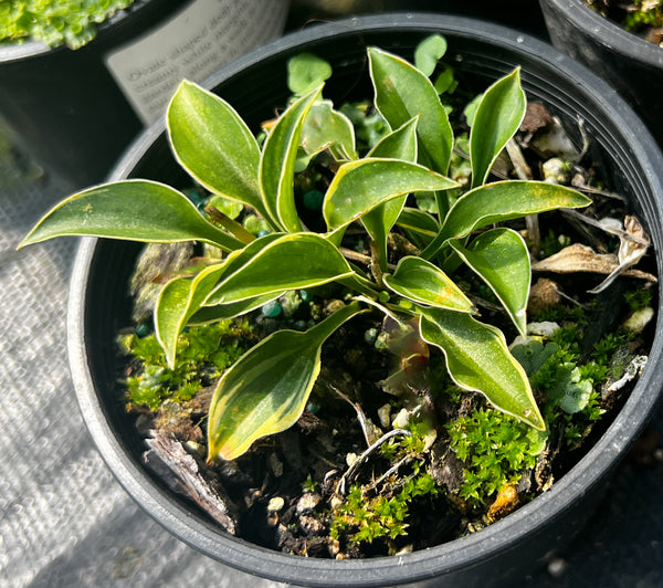 Hosta 'Imp'