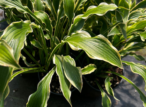 Hosta 'Indy Parade Lap'