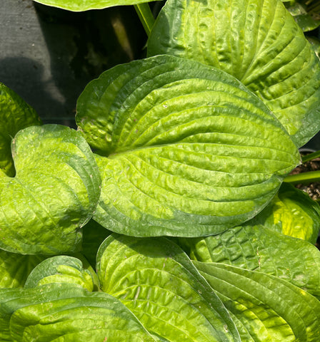 Hosta 'Jabulani'