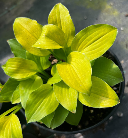 Hosta 'Jiminy Cricket'